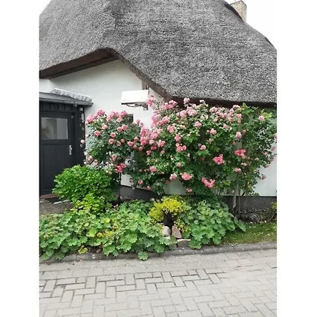 Fischerhaus - Olyv